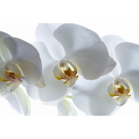 FOTOTAPETA ORCHIDEJ