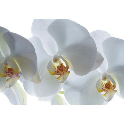 FT0832-fototapeta-orchidej.jpg